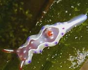 Photo: B. & S. Koretz, surf to Sea Slugforum